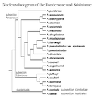 Ponderosae cladogram